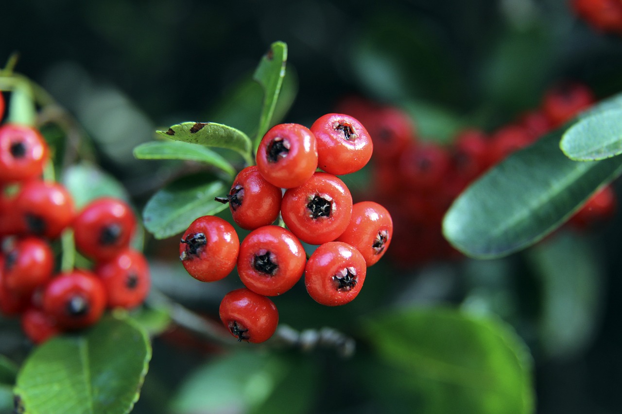 探讨麦科勒 探讨麦科勒